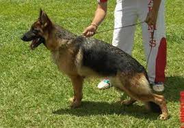 public/dog_images/428/1719238257.Brendha do Mhuramel.jpg